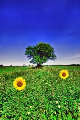 Sommerwiese mit Sonnenblumen - HDR