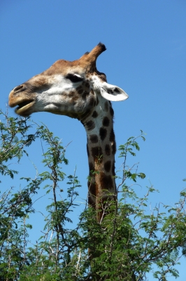 Giraffe über dem Baum