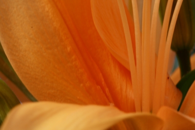 Blumenstempel in orang-gelber Blüte