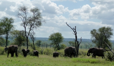 Elefantenherde auf Wassersuche