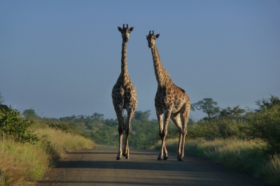 Giraffen versperren die Strasse