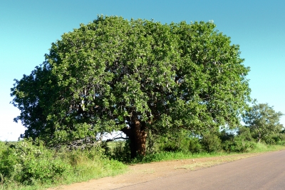 Kigelia-africana - ein Riesenbaum