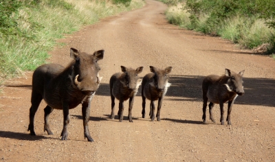 Familie Warzenschwein