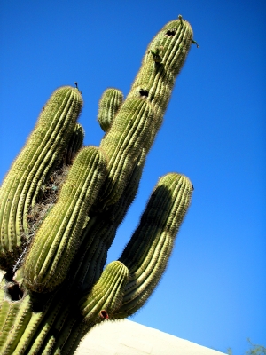Arizona Kaktus