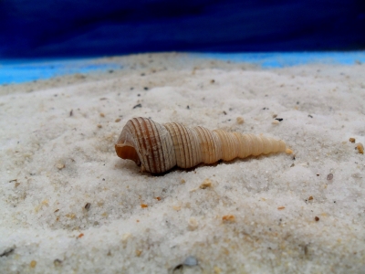 Eine Röhre im Sand