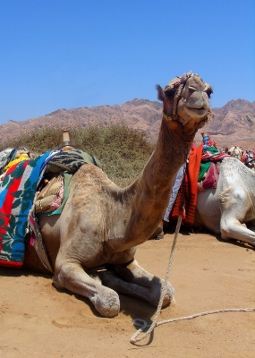 Kamel in Ägypten