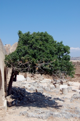 Baum an antiker Stätte