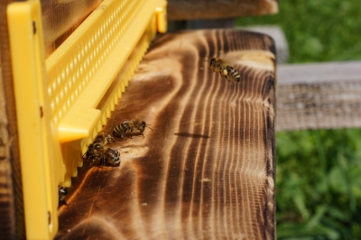Bienen vor der Haustür