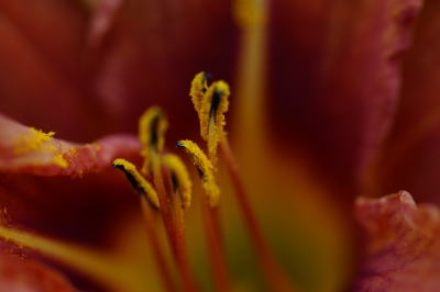 Innere einer Taglilie