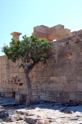 Baum vor antiker Steinwand