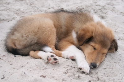 Collie Welpe am Strand