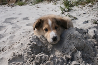 Collie Welpe am Strand