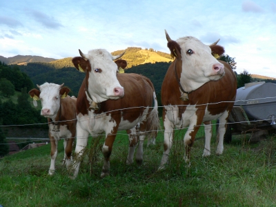 Drei neugierige Grazien aus dem Schwarzwald