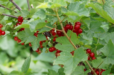 Rote Johanisbeeren