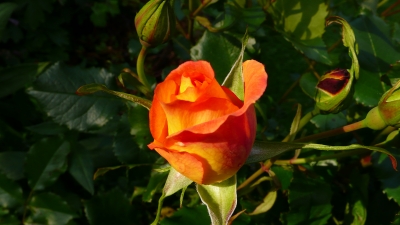 schöne Rose