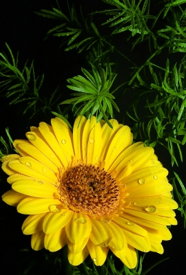 Gerbera mit Grün