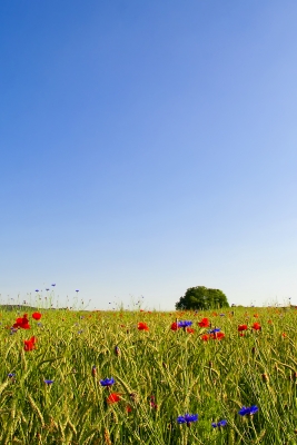 Blumen im Getreidefeld