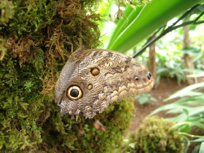 Schmetterling