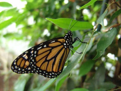 Schmetterling