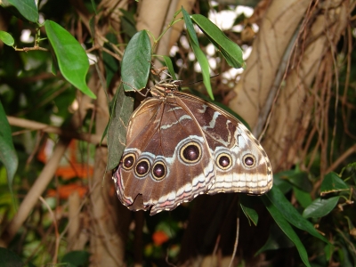 Schmetterling