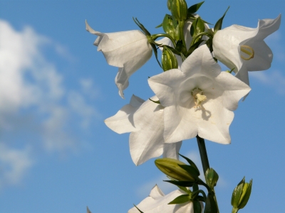 Weiße Glockenblume vor blauem Himmel