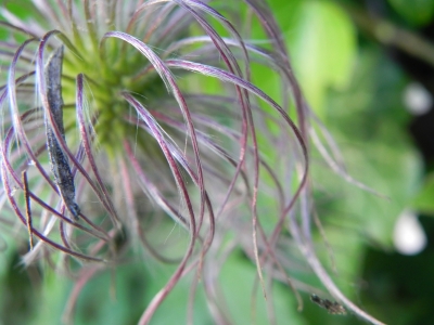 Clematis