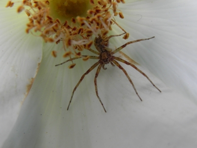 Spinne in der Heckenrose
