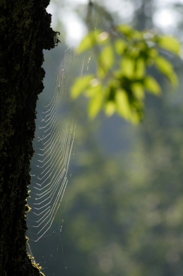 Spinnweben