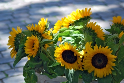 Sonnenblumen am Wochenmarkt.....