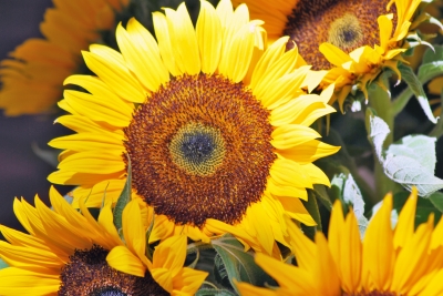 Sonnenblumen am Wochenmarkt