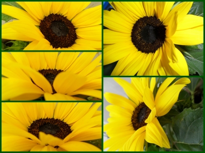 Makro Sonnenblumen