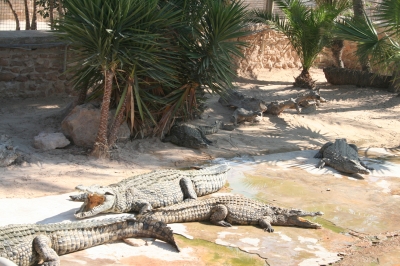 Krokodilfarm Djerba