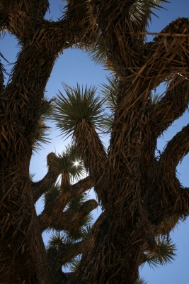 joshua tree