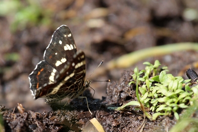 Landkärtchen (Sommerform)