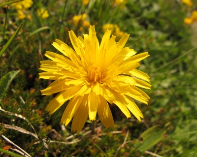 Blume der Berge