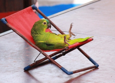 entspannter Papagei