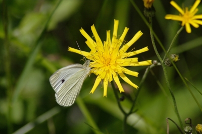 Der weiße Schmetterling