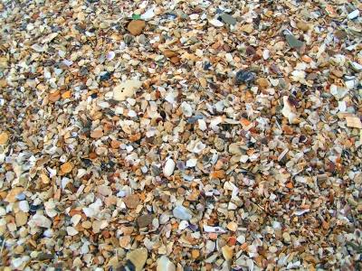 Muschelnschalen 1