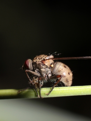 Fliege frisst Zikade