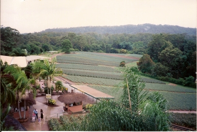 Ananas Farm