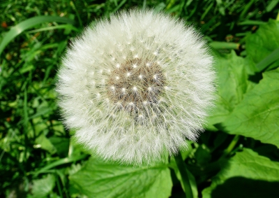 Pusteblume ( Löwenzahn )