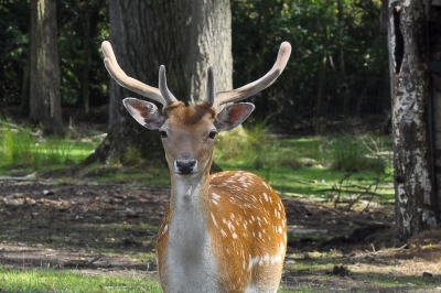 Ein junger, fotogener Sikahirsch