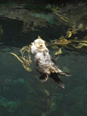 Seeotter