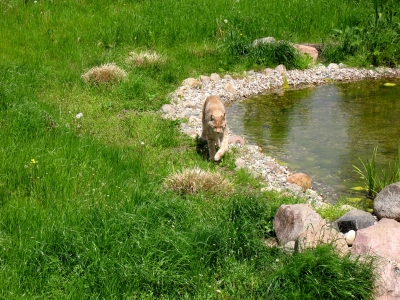 Tierpark Wismar Luchs