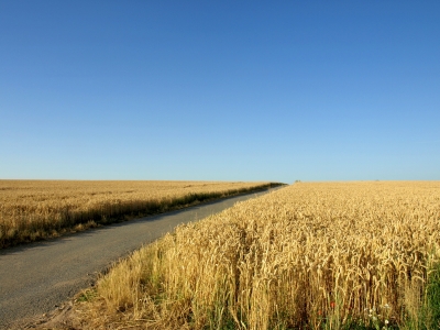 Naturfeeling im Sommer