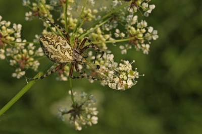 Eichblatt-Radspinne