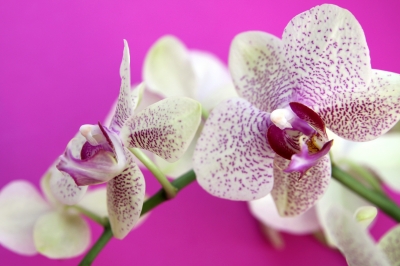 Orchidee auf pink