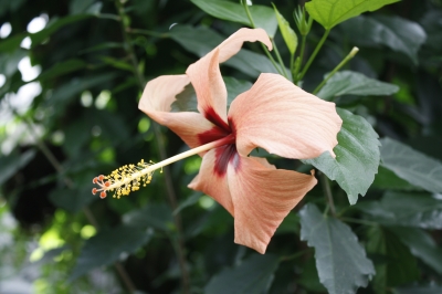 Hibiskusblüte