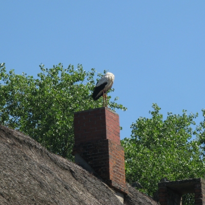 Storch auf dem Dach eines Bauernhauses in Norddeutschland