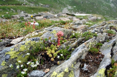 Alpensommer